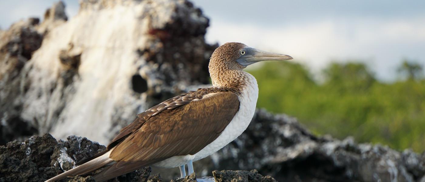 加拉帕戈斯群岛的鸟