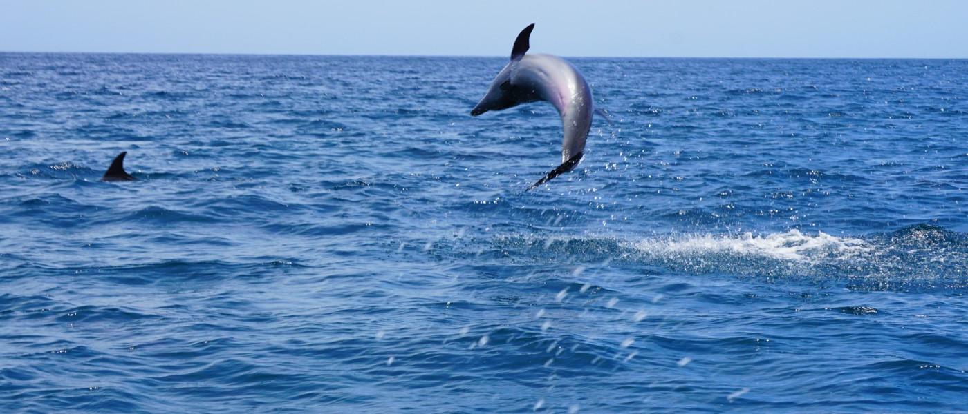 加拉帕戈斯群岛，海豚跃出水面