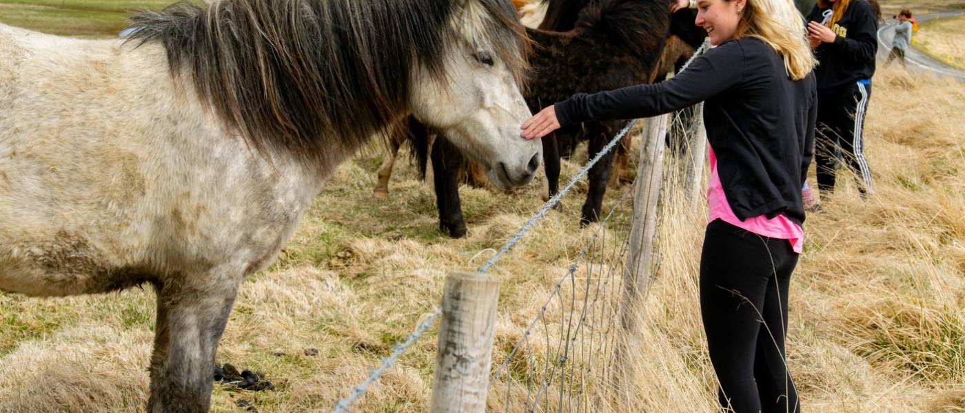 去冰岛旅游的学生在抚摸马